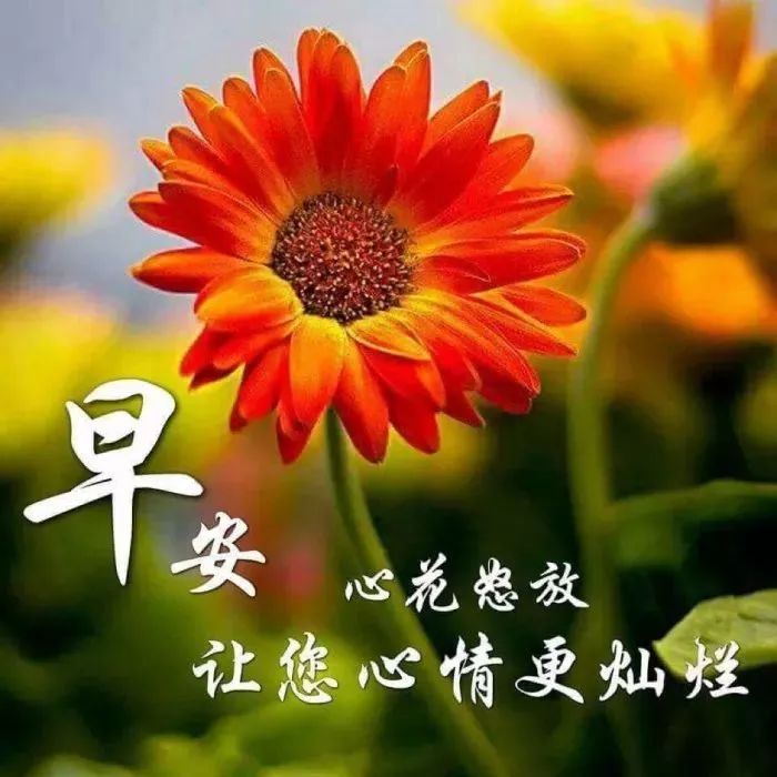 最新早上好动画表情,最新早上好动画表情，一场自然美景的探索之旅